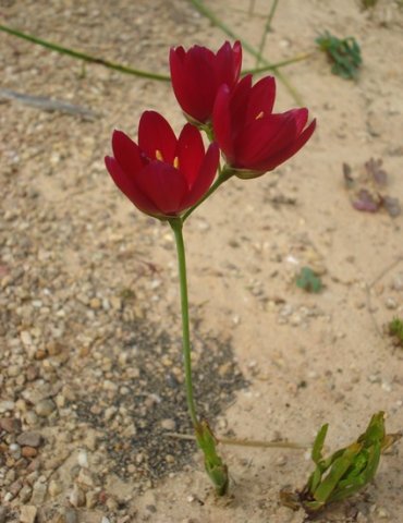 Geissorhiza erosa dark flower colour